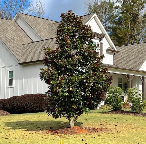 Teddy Bear Magnolia: How to Grow and Care for Them